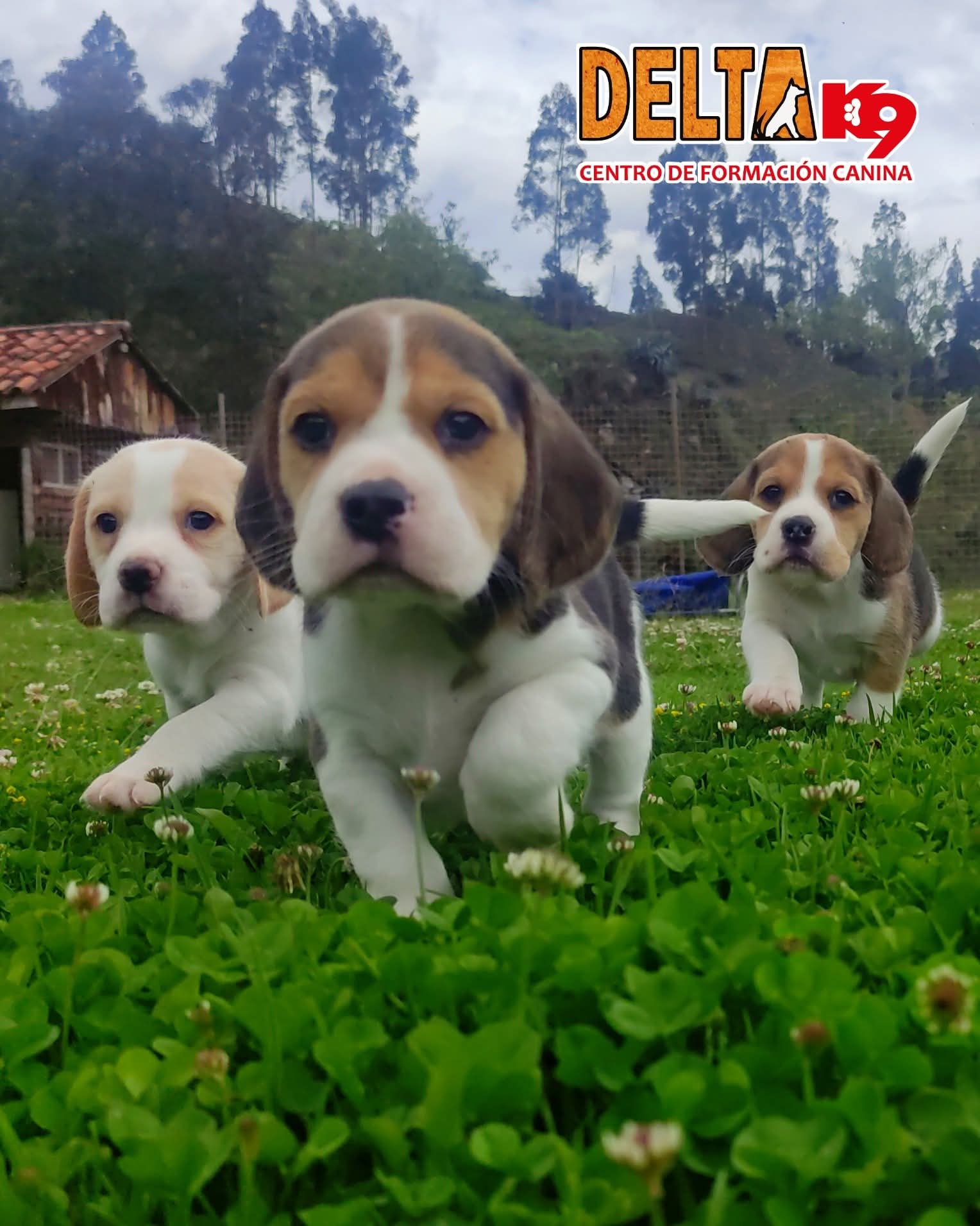 Beagle - Cachorros Certificados