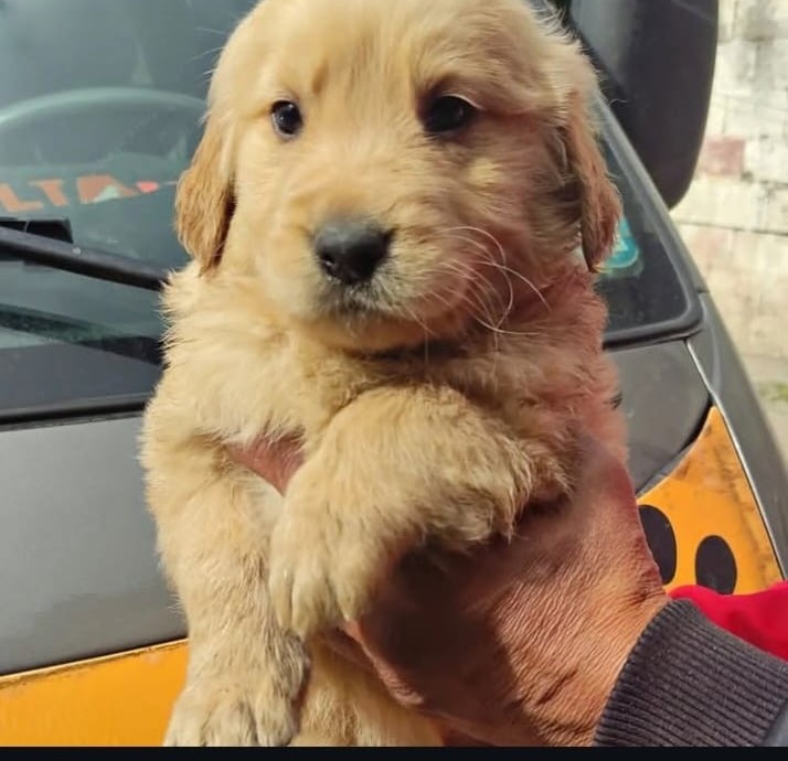 Golden Retriever - Cachorro Disponible