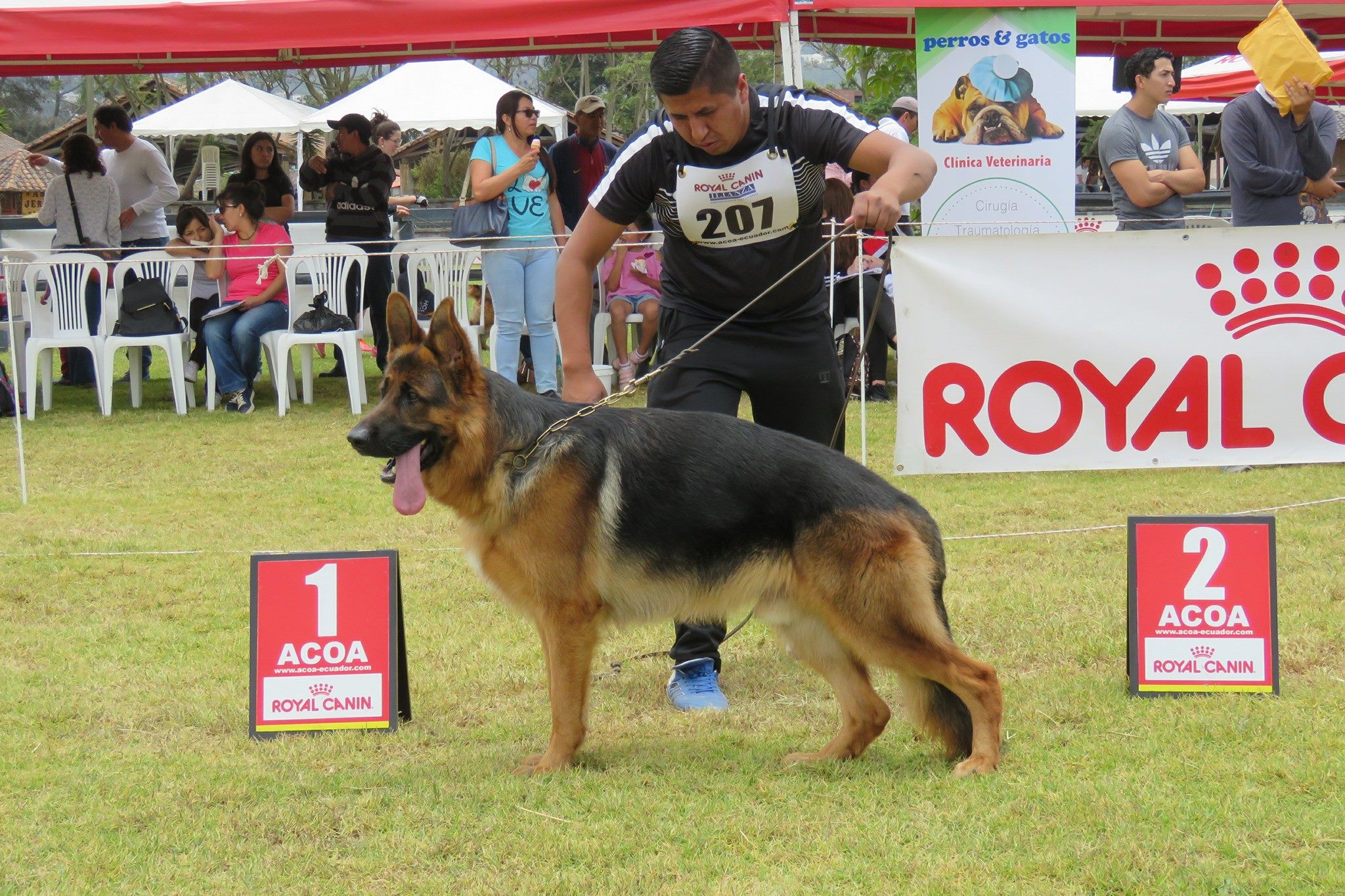 Primer lugar competencia ACOA Royal Canin